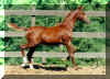 chsaddlebred.jpg (21999 bytes)